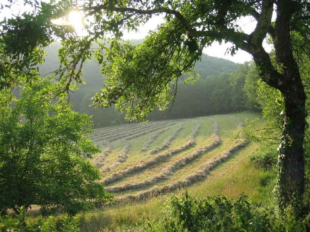 Domaine De Cantegrel - Gites De Charme Et Suite Troglodyte En Perigord Vitrac  Dış mekan fotoğraf